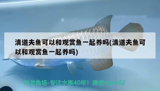 清道夫魚可以和觀賞魚一起養(yǎng)嗎(清道夫魚可以和觀賞魚一起養(yǎng)嗎) 觀賞魚