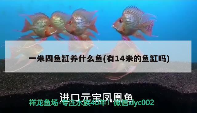 一米四魚缸養(yǎng)什么魚(有14米的魚缸嗎)