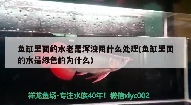 魚缸里面的水老是渾濁用什么處理(魚缸里面的水是綠色的為什么) 觀賞魚