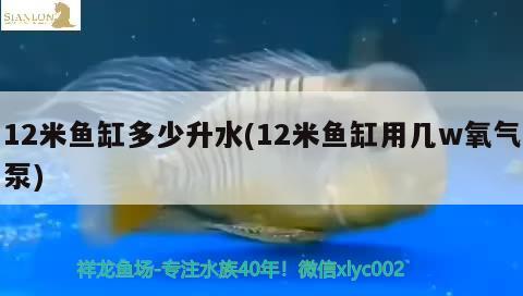 12米魚缸多少升水(12米魚缸用幾w氧氣泵) 觀賞魚魚苗