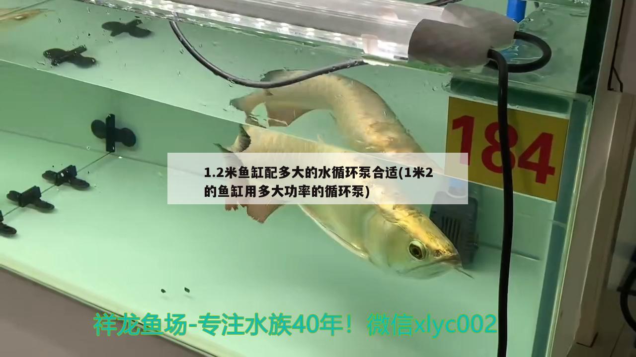 1.2米魚缸配多大的水循環(huán)泵合適(1米2的魚缸用多大功率的循環(huán)泵) 白子關(guān)刀魚苗