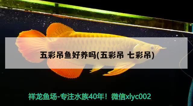 五彩吊魚好養(yǎng)嗎(五彩吊七彩吊) 觀賞魚