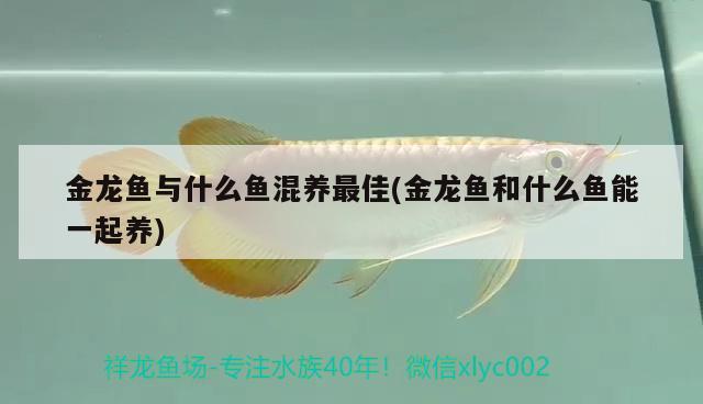 金龍魚與什么魚混養(yǎng)最佳(金龍魚和什么魚能一起養(yǎng)) 觀賞魚