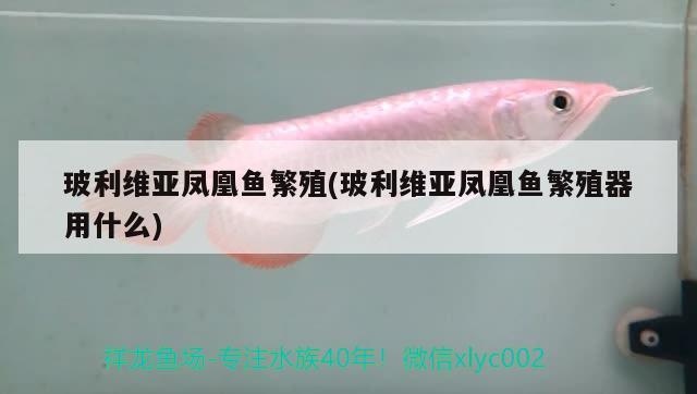 玻利維亞鳳凰魚繁殖(玻利維亞鳳凰魚繁殖器用什么)