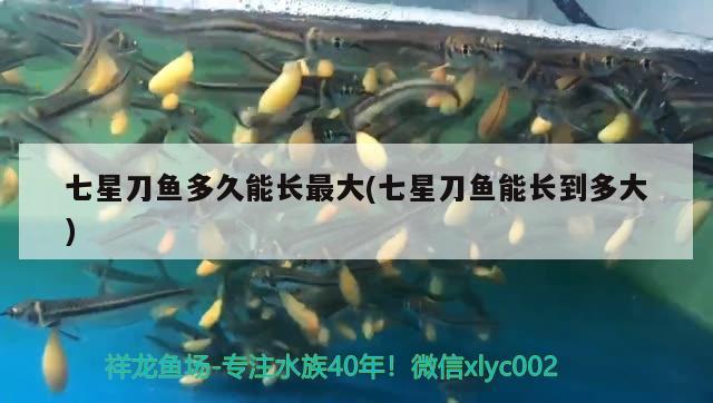 七星刀魚多久能長最大(七星刀魚能長到多大) 觀賞魚