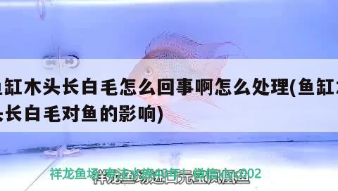 魚缸木頭長白毛怎么回事啊怎么處理(魚缸木頭長白毛對魚的影響)