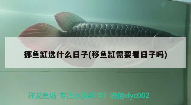 挪魚缸選什么日子(移魚缸需要看日子嗎)