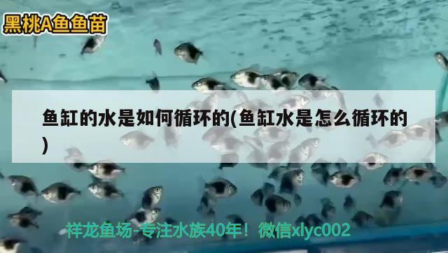 魚缸的水是如何循環(huán)的(魚缸水是怎么循環(huán)的) 殺菌消毒設(shè)備