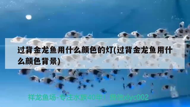 過(guò)背金龍魚用什么顏色的燈(過(guò)背金龍魚用什么顏色背景)