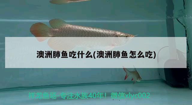 澳洲肺魚吃什么(澳洲肺魚怎么吃) 肺魚