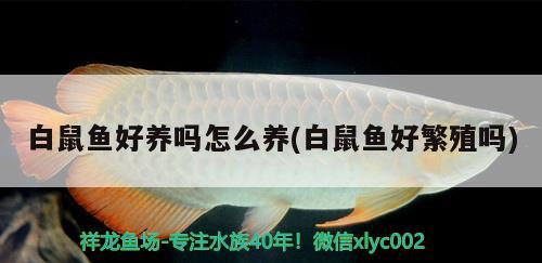 白鼠魚好養(yǎng)嗎怎么養(yǎng)(白鼠魚好繁殖嗎)