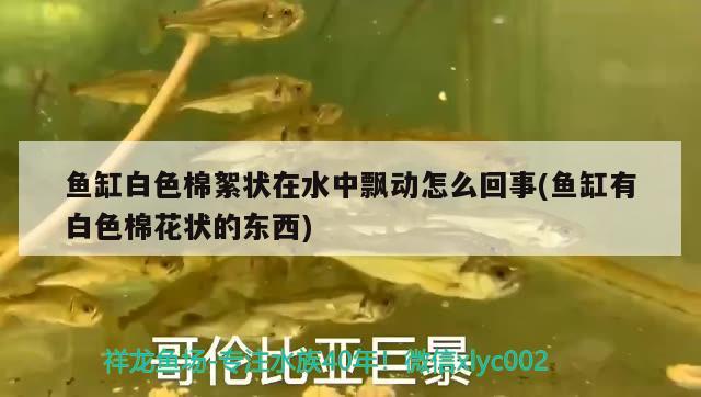 魚缸白色棉絮狀在水中飄動(dòng)怎么回事(魚缸有白色棉花狀的東西)