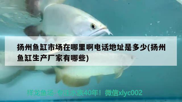 揚(yáng)州魚缸市場(chǎng)在哪里啊電話地址是多少(揚(yáng)州魚缸生產(chǎn)廠家有哪些) 胭脂孔雀龍魚