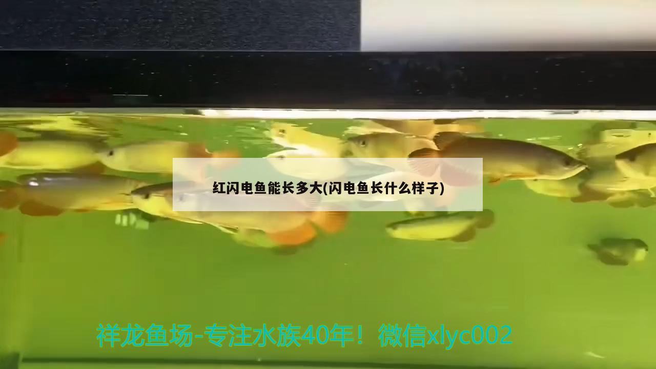 紅閃電魚能長(zhǎng)多大(閃電魚長(zhǎng)什么樣子)