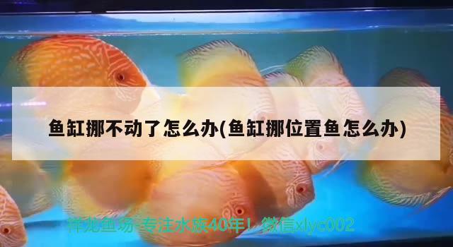 魚缸挪不動(dòng)了怎么辦(魚缸挪位置魚怎么辦)