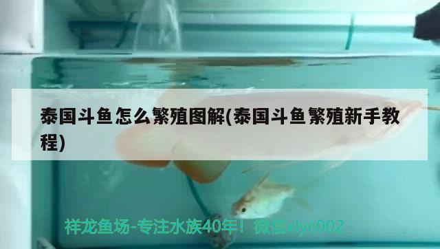 泰國(guó)斗魚怎么繁殖圖解(泰國(guó)斗魚繁殖新手教程) 泰國(guó)斗魚