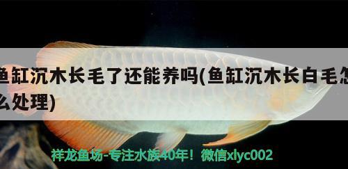 魚(yú)缸沉木長(zhǎng)毛了還能養(yǎng)嗎(魚(yú)缸沉木長(zhǎng)白毛怎么處理)