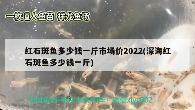 紅石斑魚多少錢一斤市場(chǎng)價(jià)2022(深海紅石斑魚多少錢一斤) 觀賞魚