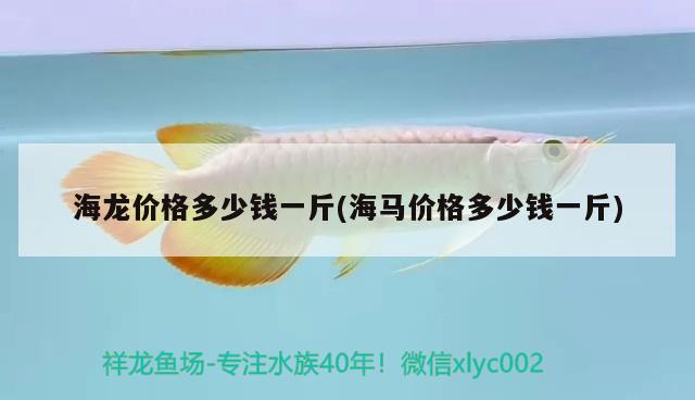 海龍價(jià)格多少錢一斤(海馬價(jià)格多少錢一斤) 觀賞魚