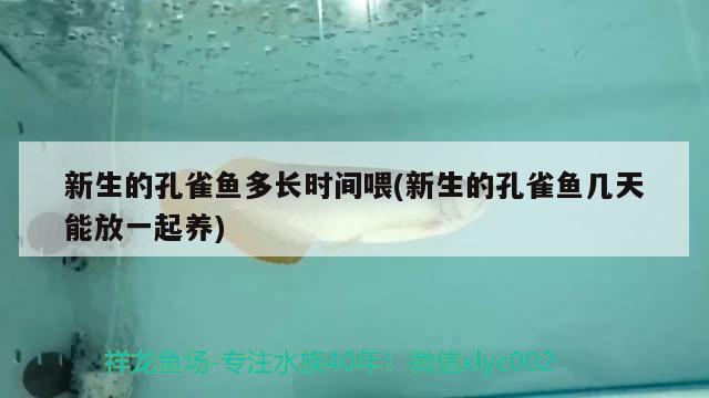 新生的孔雀魚多長時間喂(新生的孔雀魚幾天能放一起養(yǎng)) 觀賞魚