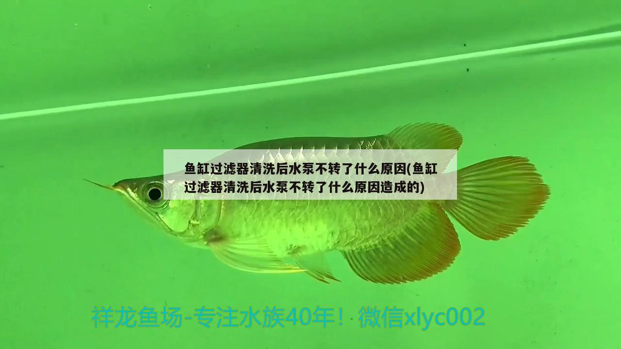 魚(yú)缸過(guò)濾器清洗后水泵不轉(zhuǎn)了什么原因(魚(yú)缸過(guò)濾器清洗后水泵不轉(zhuǎn)了什么原因造成的) 帝王三間魚(yú)