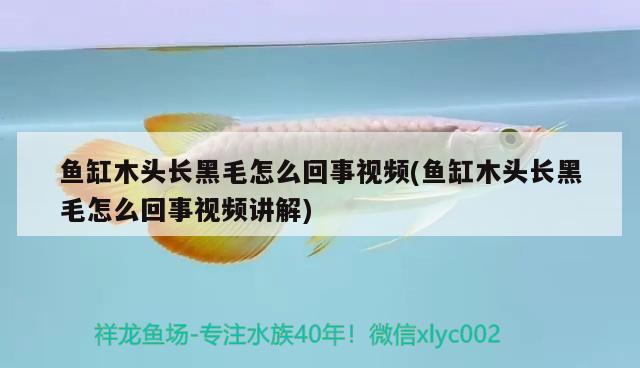 魚缸木頭長(zhǎng)黑毛怎么回事視頻(魚缸木頭長(zhǎng)黑毛怎么回事視頻講解) 廣州觀賞魚批發(fā)市場(chǎng)