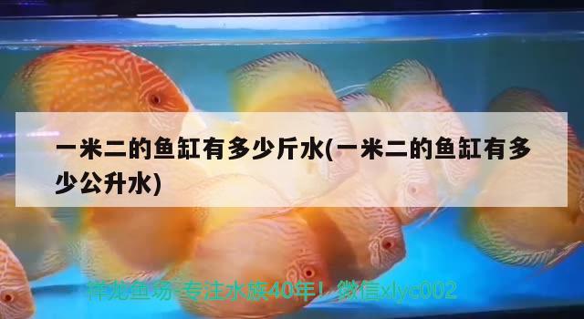 一米二的魚缸有多少斤水(一米二的魚缸有多少公升水) 馬拉莫寶石魚苗