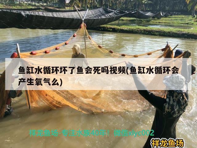 魚缸水循環(huán)壞了魚會死嗎視頻(魚缸水循環(huán)會產生氧氣么)