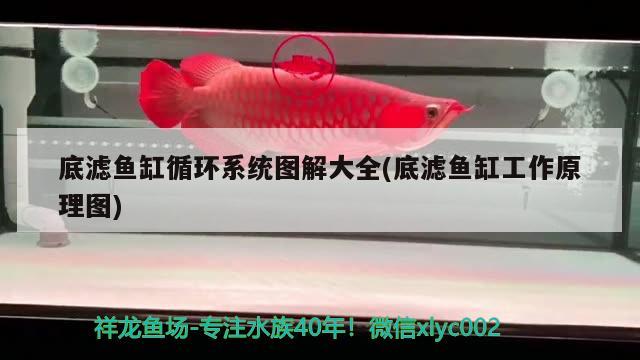 底濾魚缸循環(huán)系統圖解大全(底濾魚缸工作原理圖)