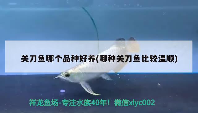 關(guān)刀魚(yú)哪個(gè)品種好養(yǎng)(哪種關(guān)刀魚(yú)比較溫順) 觀賞魚(yú)