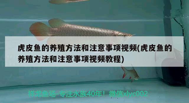 虎皮魚的養(yǎng)殖方法和注意事項視頻(虎皮魚的養(yǎng)殖方法和注意事項視頻教程)