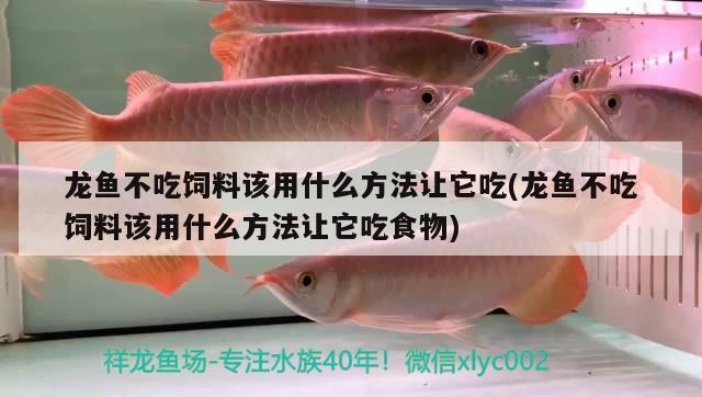 龍魚(yú)不吃飼料該用什么方法讓它吃(龍魚(yú)不吃飼料該用什么方法讓它吃食物)