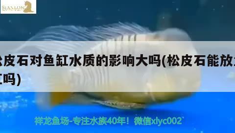 松皮石對魚缸水質(zhì)的影響大嗎(松皮石能放魚缸嗎)