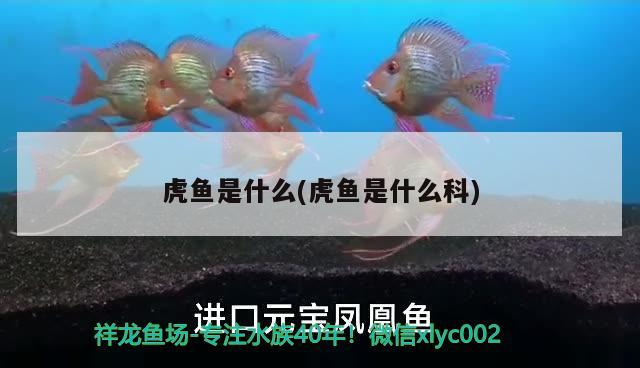 虎魚是什么(虎魚是什么科)