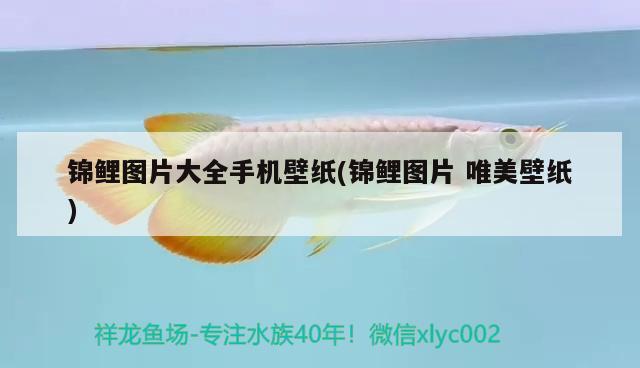 錦鯉圖片大全手機(jī)壁紙(錦鯉圖片唯美壁紙) 觀賞魚