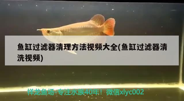 魚缸過濾器清理方法視頻大全(魚缸過濾器清洗視頻)