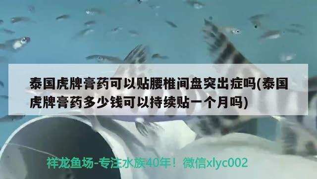 泰國虎牌膏藥可以貼腰椎間盤突出癥嗎(泰國虎牌膏藥多少錢可以持續(xù)貼一個月嗎) 觀賞魚