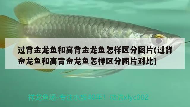 過背金龍魚和高背金龍魚怎樣區(qū)分圖片(過背金龍魚和高背金龍魚怎樣區(qū)分圖片對比)