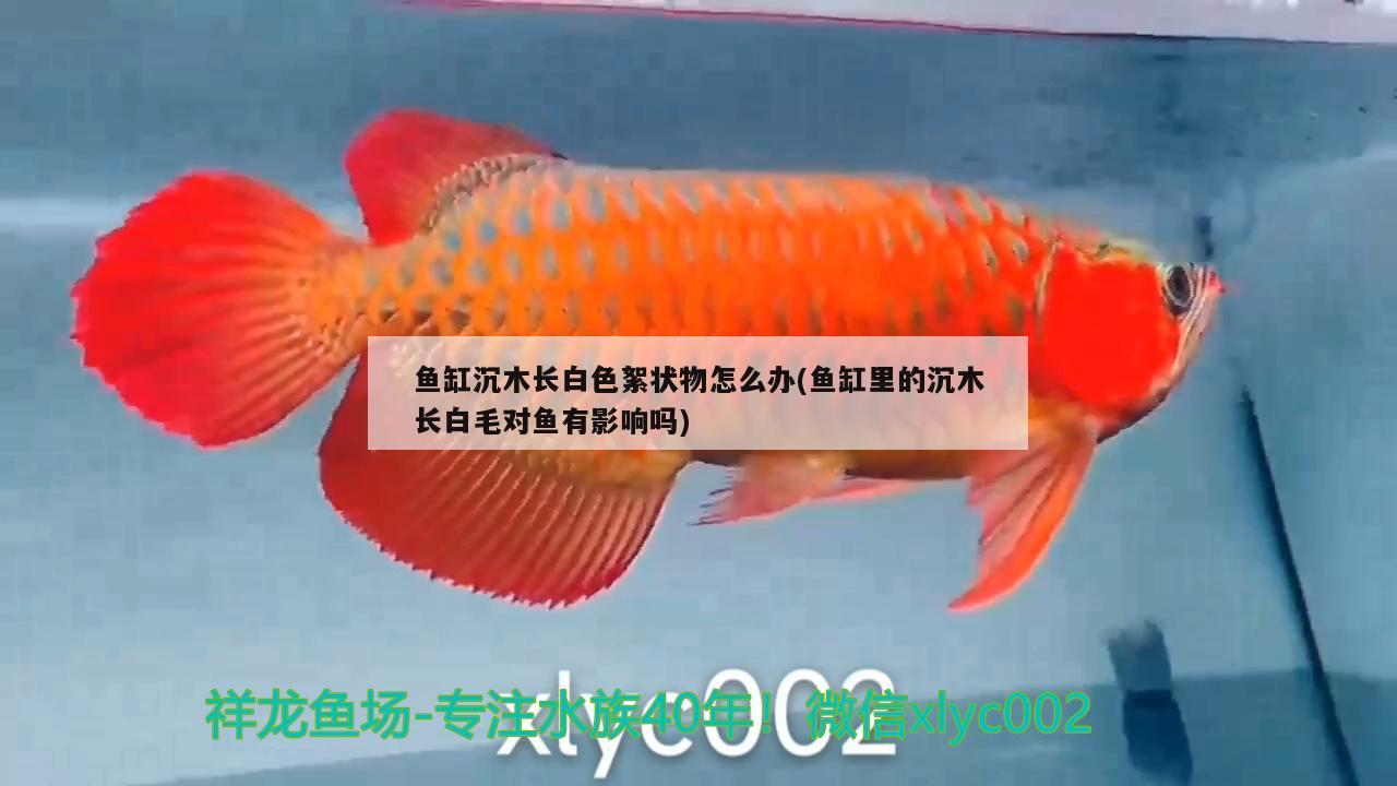 魚缸沉木長白色絮狀物怎么辦(魚缸里的沉木長白毛對魚有影響嗎)