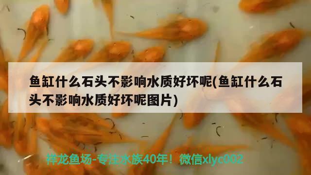 魚缸什么石頭不影響水質(zhì)好壞呢(魚缸什么石頭不影響水質(zhì)好壞呢圖片)