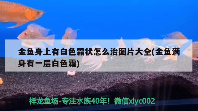 金魚身上有白色霜狀怎么治圖片大全(金魚滿身有一層白色霜)