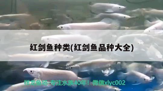 紅劍魚種類(紅劍魚品種大全)