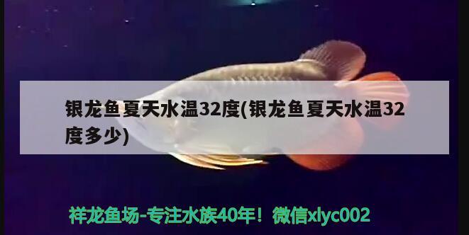 銀龍魚(yú)夏天水溫32度(銀龍魚(yú)夏天水溫32度多少)