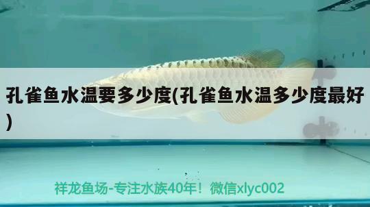 孔雀魚水溫要多少度(孔雀魚水溫多少度最好)