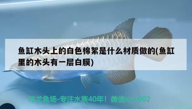 魚缸木頭上的白色棉絮是什么材質(zhì)做的(魚缸里的木頭有一層白膜) 祥龍赫舞紅龍魚