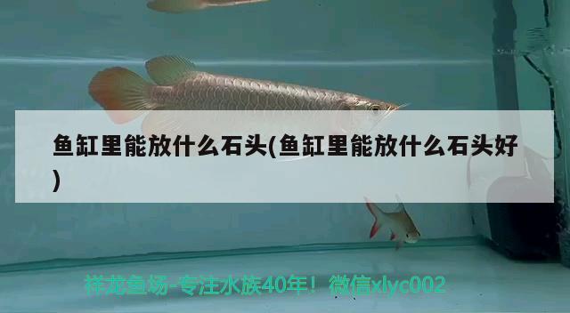 魚缸里能放什么石頭(魚缸里能放什么石頭好)