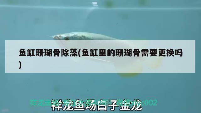 魚缸珊瑚骨除藻(魚缸里的珊瑚骨需要更換嗎) 月光鴨嘴魚