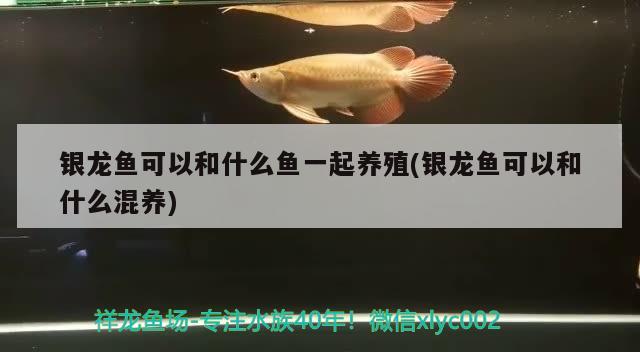 銀龍魚(yú)可以和什么魚(yú)一起養(yǎng)殖(銀龍魚(yú)可以和什么混養(yǎng)) 銀龍魚(yú)百科