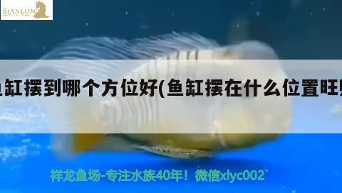 魚缸擺到哪個(gè)方位好(魚缸擺在什么位置旺財(cái))