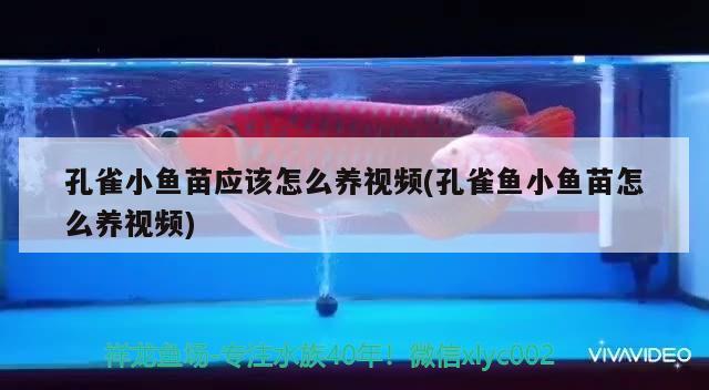 孔雀小魚苗應(yīng)該怎么養(yǎng)視頻(孔雀魚小魚苗怎么養(yǎng)視頻)